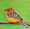 Barb the red & yellow barbet
